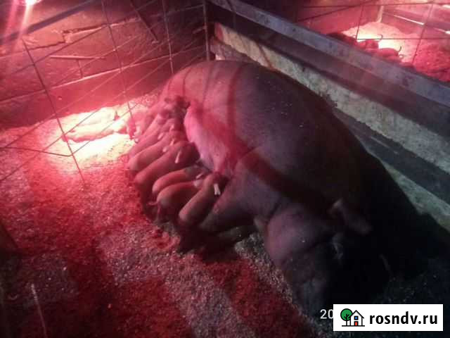 Кастрирование поросят Липки - изображение 1