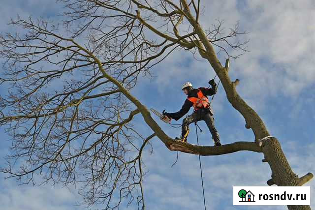 Спил деревьев Красная Горбатка - изображение 1