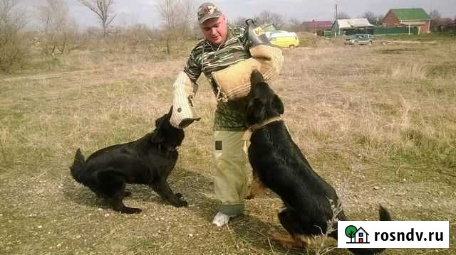 Дрессировка собак Курганинск - изображение 1