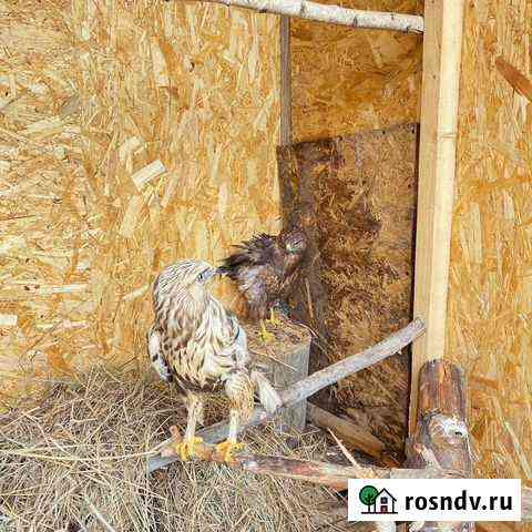 В гости к енотам Коломна