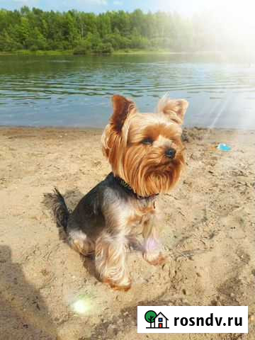 Йоркширский терьер для вязки Ханты-Мансийск - изображение 1