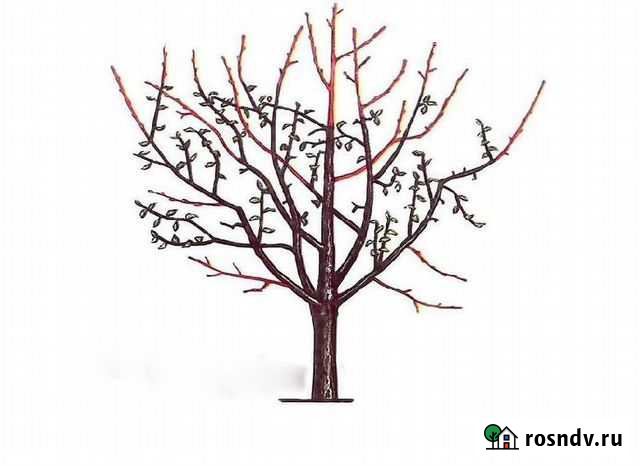 Обрезка плодовых и декоративных деревьев. Садовник Краснодар - изображение 1