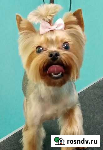 Стрижка собак Мытье и сушка собак крупных пород Киров - изображение 1