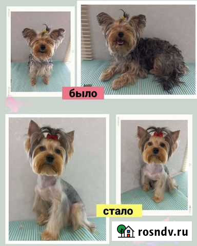 Груминг собак Курган - изображение 1