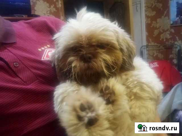 Случка собак Малаховка - изображение 1