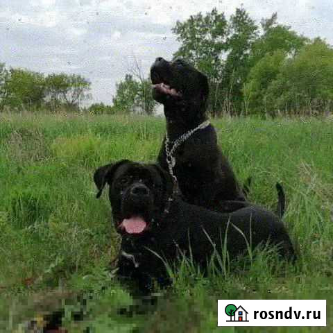 Зоогостиница собак Арамиль - изображение 1