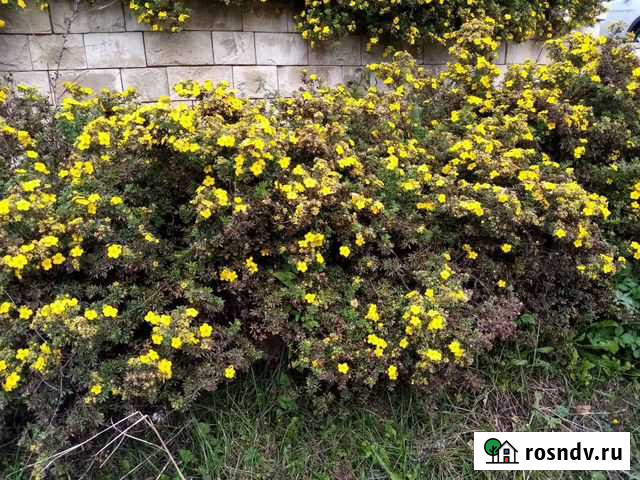 Помощник по дому и хозяйству Белоусово - изображение 1