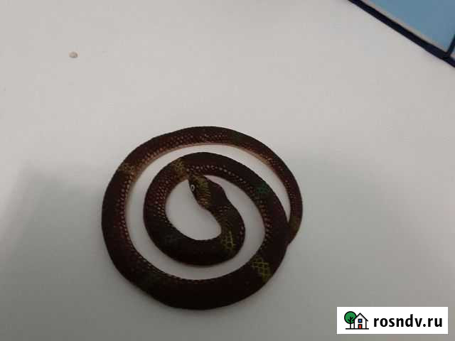 Змея Москва - изображение 1