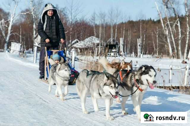 Катание на собачьей упряжке. Фотосессии с хаски Пенза - изображение 1