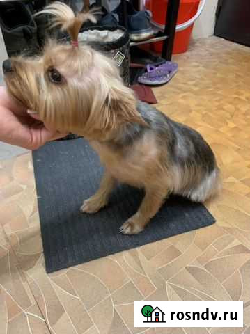 Подстригу Йорка Дзержинск - изображение 1