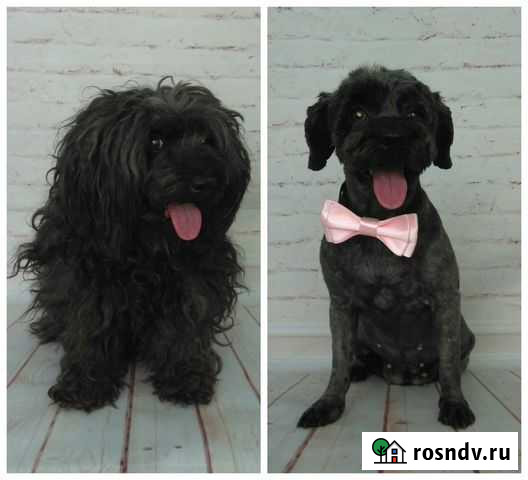 Груминг, стрижка собак и кошек Ростов-на-Дону - изображение 1