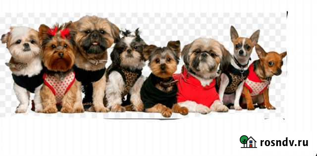 Груминг кошек и собак с выездом на дом Воскресенск - изображение 1