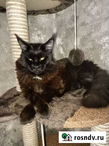 Мейн-кун вязка Орехово-Зуево - изображение 1