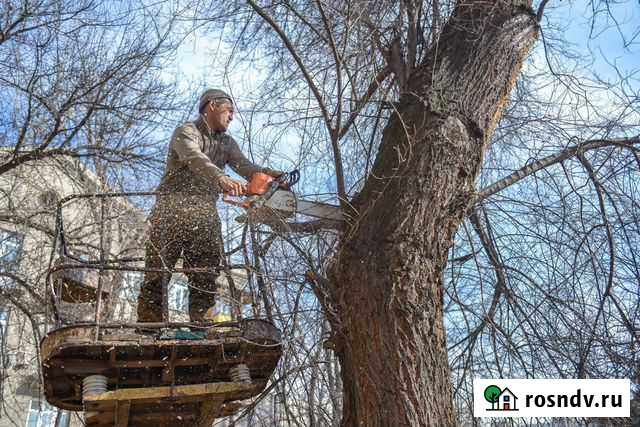 Спил деревьев,расчистка участка.Выкорчевывание Мурмино - изображение 1