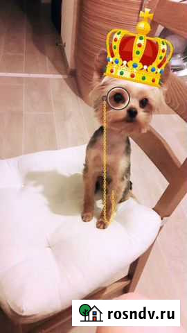 Мини Йорк вязка ЛМС - изображение 1