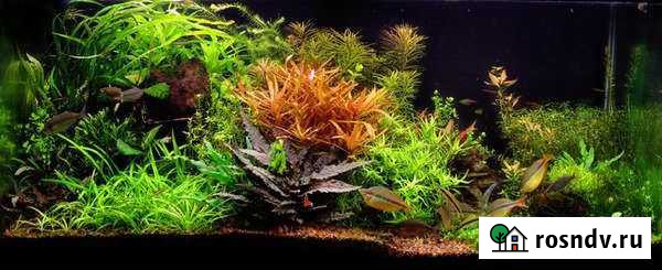 Обслуживание аквариумов Новый Уренгой - изображение 1