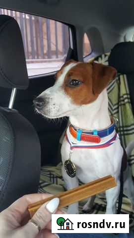 Вязка Джек Рассел Терьер (кобель) Воронеж - изображение 1