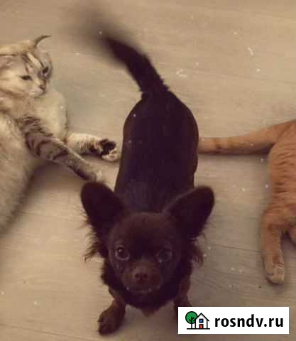 Выгу собак любых пород Орехово-Зуево - изображение 1