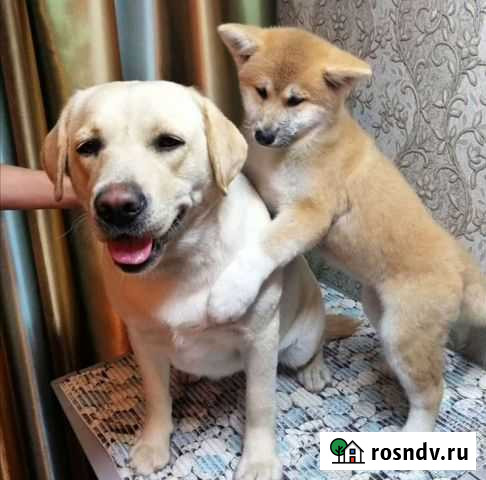 Грумер Барнаул - изображение 1