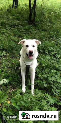 Выгулять собаку Вологда - изображение 1