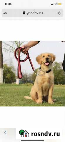 Выгул собак за деньги Киевский - изображение 1