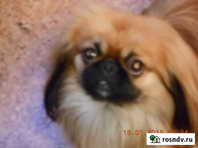 Пекинес ищет невесту Уфа - изображение 1