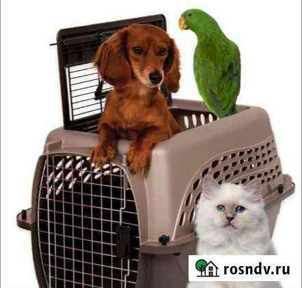 Авиа и ж/д перевозка животных.Документы Тула