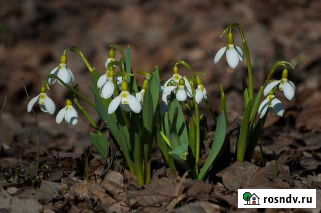 Онлайн Логопед + логопедический массаж Санкт-Петербург - изображение 1