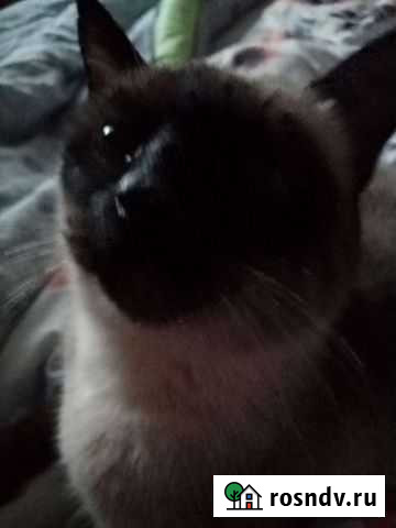 Буду вашим собеседником на час если вам одиноко, п Арзамас - изображение 1