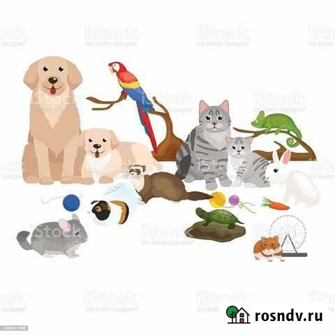 Передержка животных Петропавловск-Камчатский - изображение 1