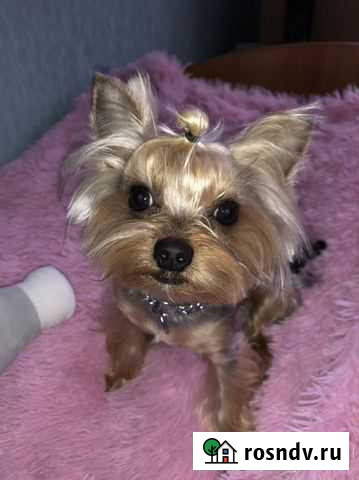 Йоркширский терьер вязка Новокузнецк - изображение 1