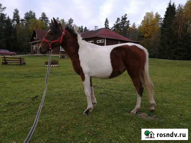 Жеребчик и кобылка. Продажа Москва - изображение 1