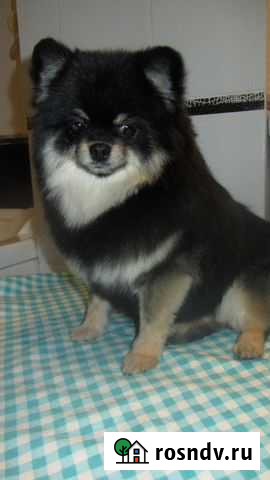 Груминг собак и кошек, стрижка Дубна - изображение 1