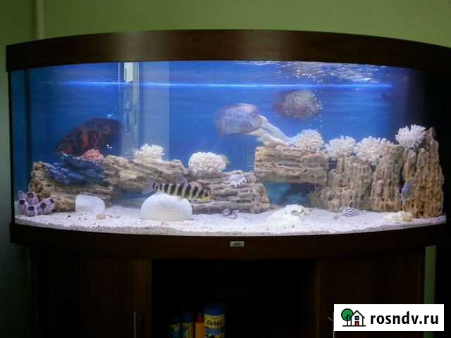 Чистка обслуживание аквариума Балашиха - изображение 1