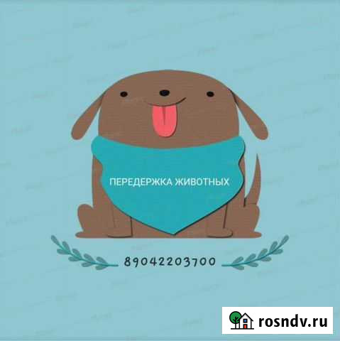 Передержка домашних животных Ухта - изображение 1