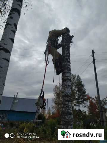Спил деревьев. Высотные работы Ухта - изображение 1