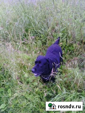 Передержка собак Истра - изображение 1