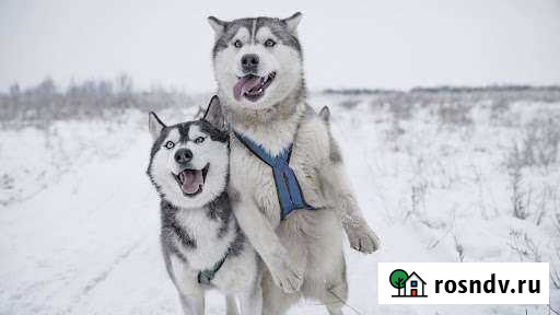 Выгул собак Всеволожск - изображение 1