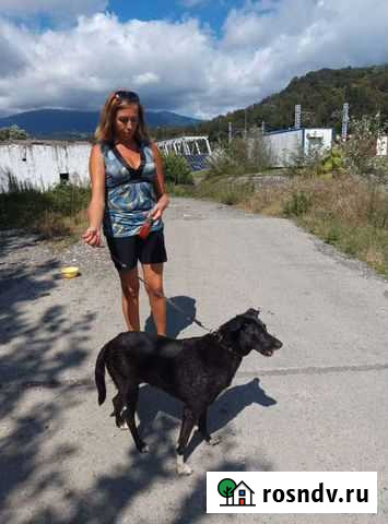 Выгул собак Сочи - изображение 1