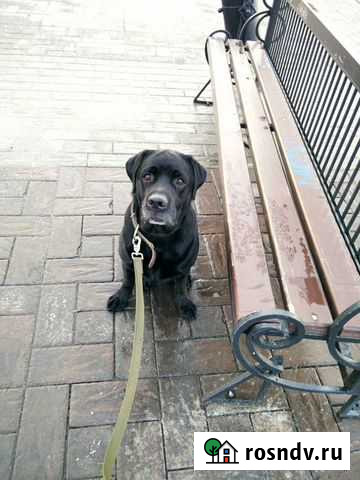 Передержка для собаки Сатка - изображение 1