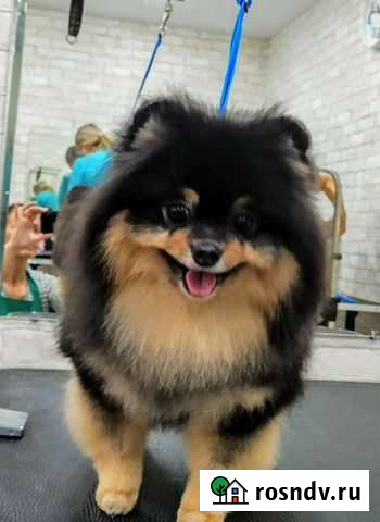 Стрижка собак в салоне Рязань - изображение 1