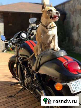 Harley Davidson V-Rod (night special), 2011, custo Владикавказ - изображение 1