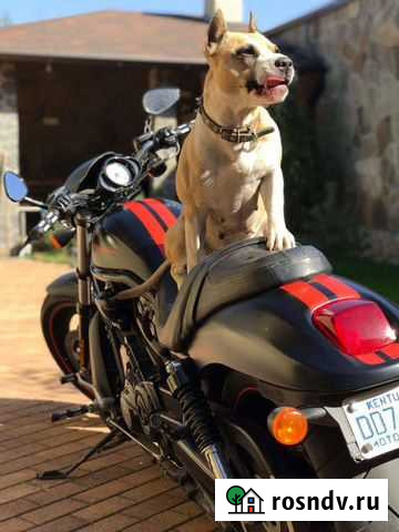 Harley Davidson V-Rod (night special), 2011, custo Владикавказ - изображение 1