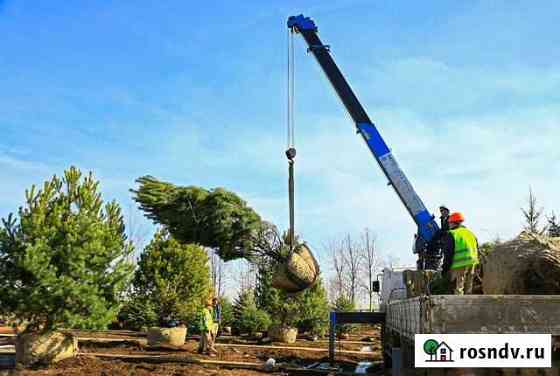Посадка крупномерных деревьев Куровское