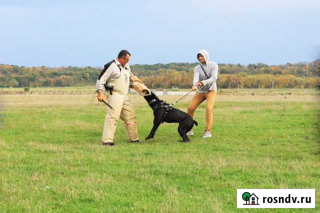 Дрессировка собак в Майкопе Майкоп - изображение 1