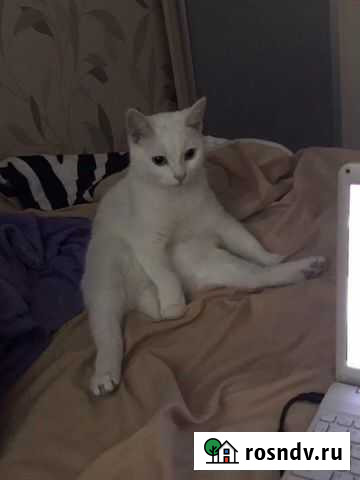 Передержка животных Чехов - изображение 1