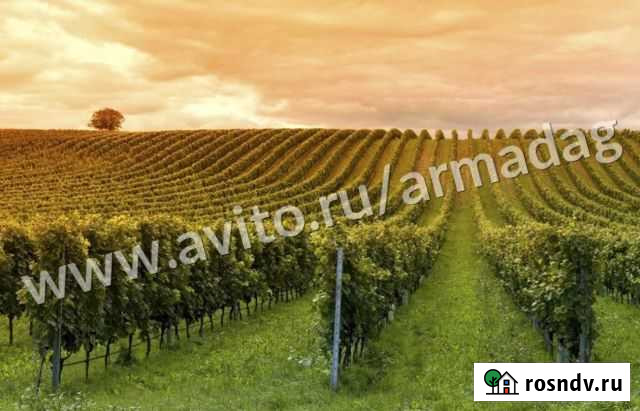 Столбы шпалерные для винограда сада и ягод малины Кизляр - изображение 1