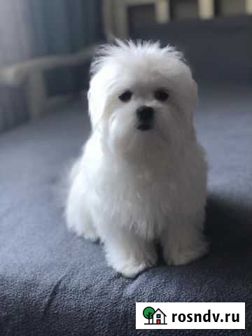 Стрижка (груминг) кошек и собак, экспресс линька Ростов-на-Дону - изображение 1