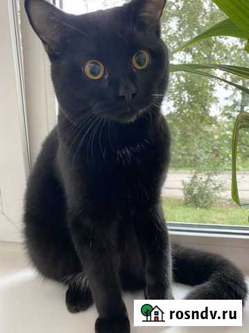 Британский кот вязка Черемхово - изображение 1