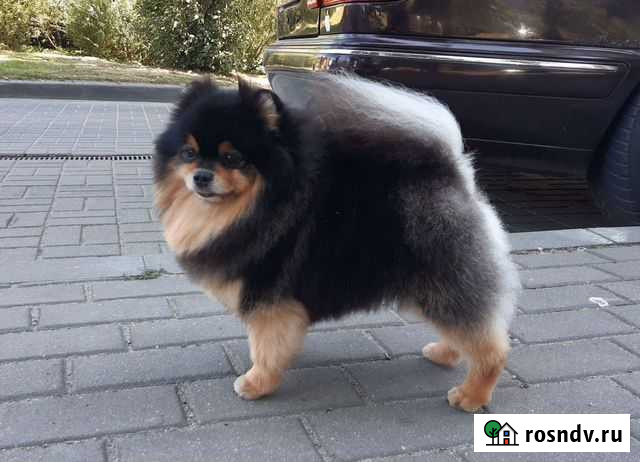 Немецкий миниатюрный шпиц (вязка) Калининград - изображение 1